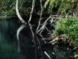 kaboompics_River-reflection-in-the-middle-of-the-forest-scaled